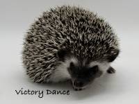 photo of hedgehog Victory Dance, for sale