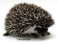 photo of hedgehog Vandader, for sale