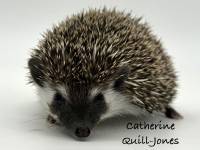 photo of hedgehog Catherine Quill-Jones, for sale