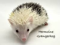 hedgehog photo