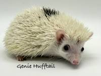hedgehog photo
