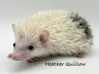 hedgehog photo