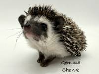 hedgehog photo