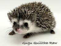 hedgehog photo
