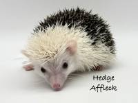 hedgehog photo