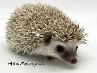 hedgehog photo