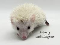 hedgehog photo