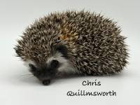 hedgehog photo