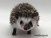 hedgehog photo