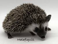 hedgehog photo