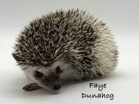 hedgehog photo