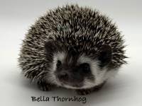 hedgehog photo