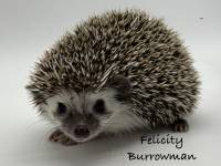 hedgehog photo