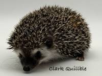 hedgehog photo