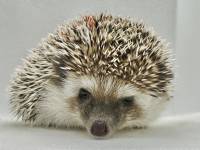 hedgehog photo