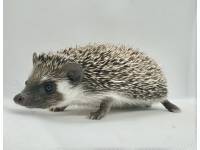 hedgehog photo
