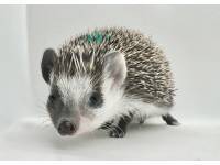 hedgehog photo