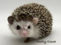 hedgehog photo