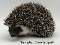 hedgehog photo