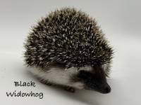 hedgehog photo