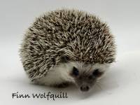 hedgehog photo