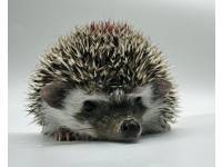 hedgehog photo
