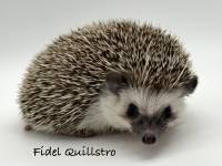 hedgehog photo