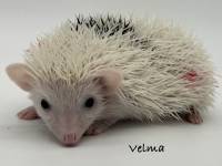hedgehog photo