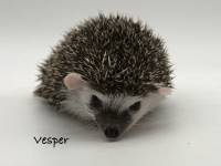hedgehog photo