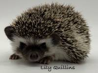hedgehog photo