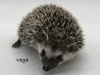 hedgehog photo