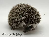 hedgehog photo