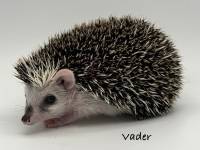 hedgehog photo
