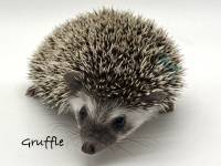 hedgehog photo