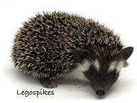 hedgehog photo