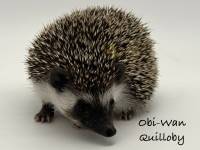 hedgehog photo