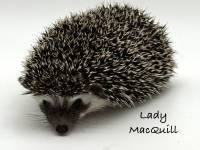hedgehog photo