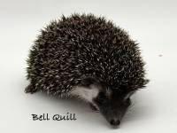 hedgehog photo