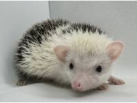 hedgehog photo