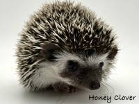 hedgehog photo