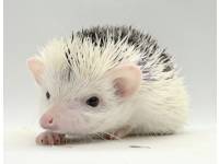 hedgehog photo
