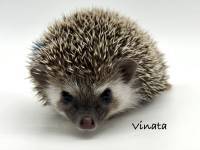 hedgehog photo