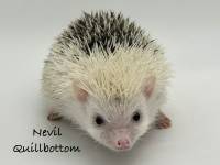 hedgehog photo