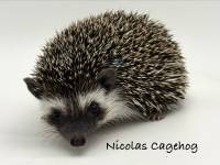 hedgehog photo