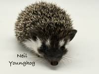 hedgehog photo