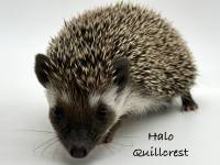 hedgehog photo