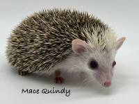 hedgehog photo