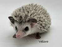 hedgehog photo
