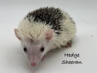 hedgehog photo