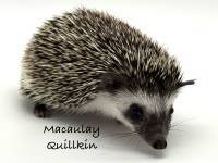 hedgehog photo